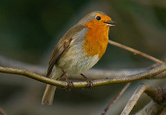 Tristan Martin, Flickr.