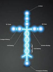 Laminin Molecule