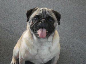 148789_117501068313177_1646713_n