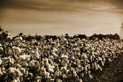 15742990546_5cbd1c4f35_m