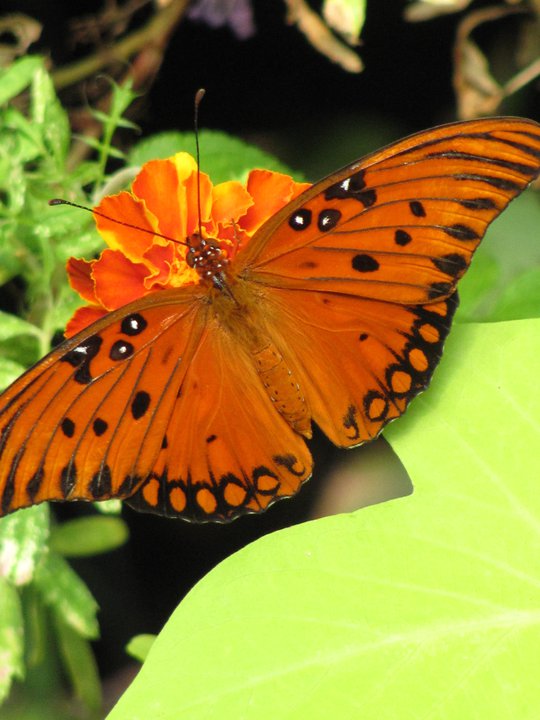 Beth Canupp Butterfly