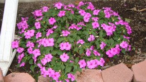 56821_1545096159393_6199181_o