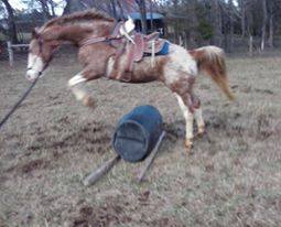 17579988_1435669199829684_1360804793_n