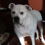 46513235_2119836274746303_7200538733605552128_o